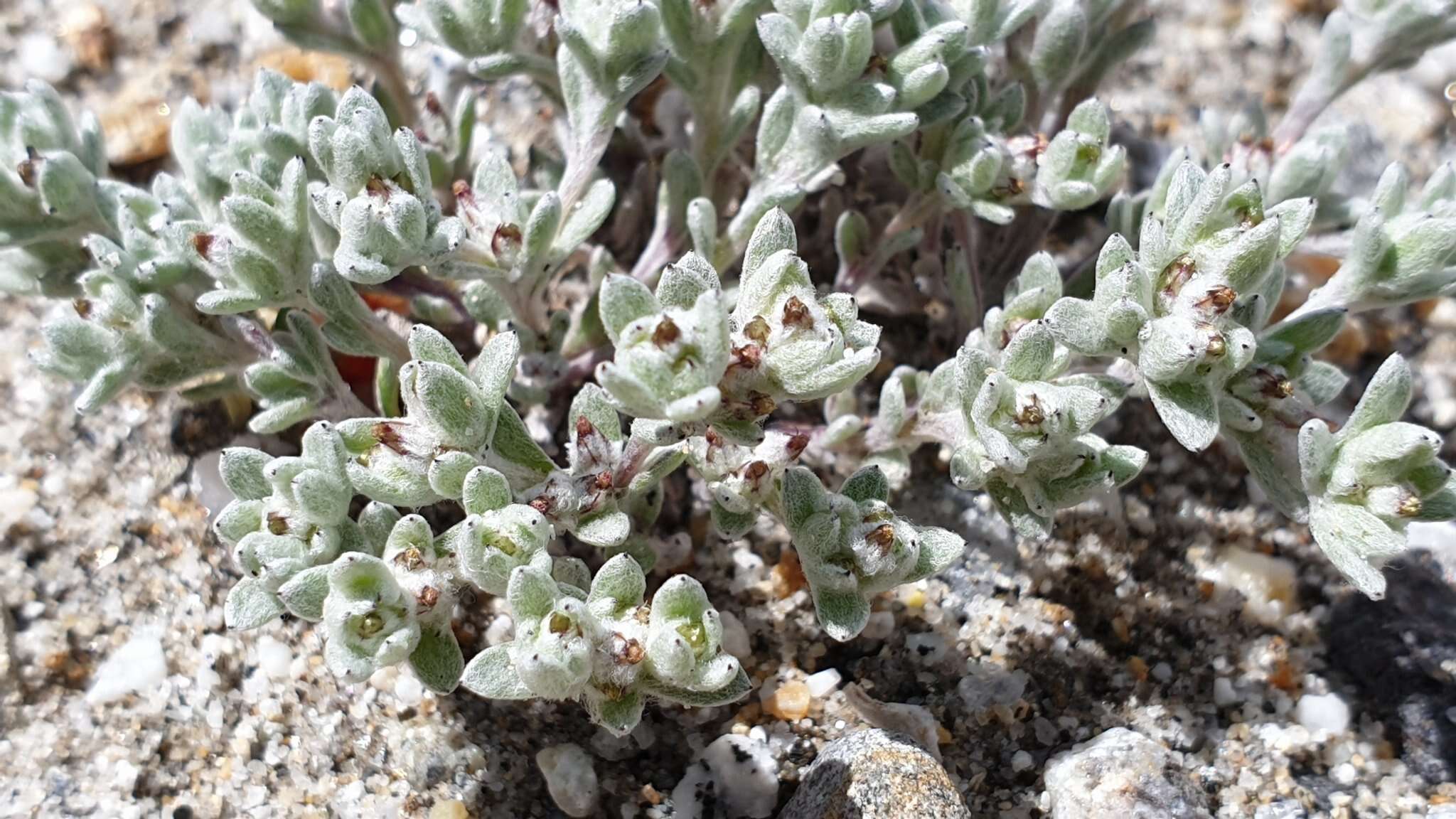 Image of dwarf cottonrose