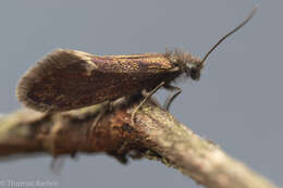 Image of Purplish Birch-miner Moth