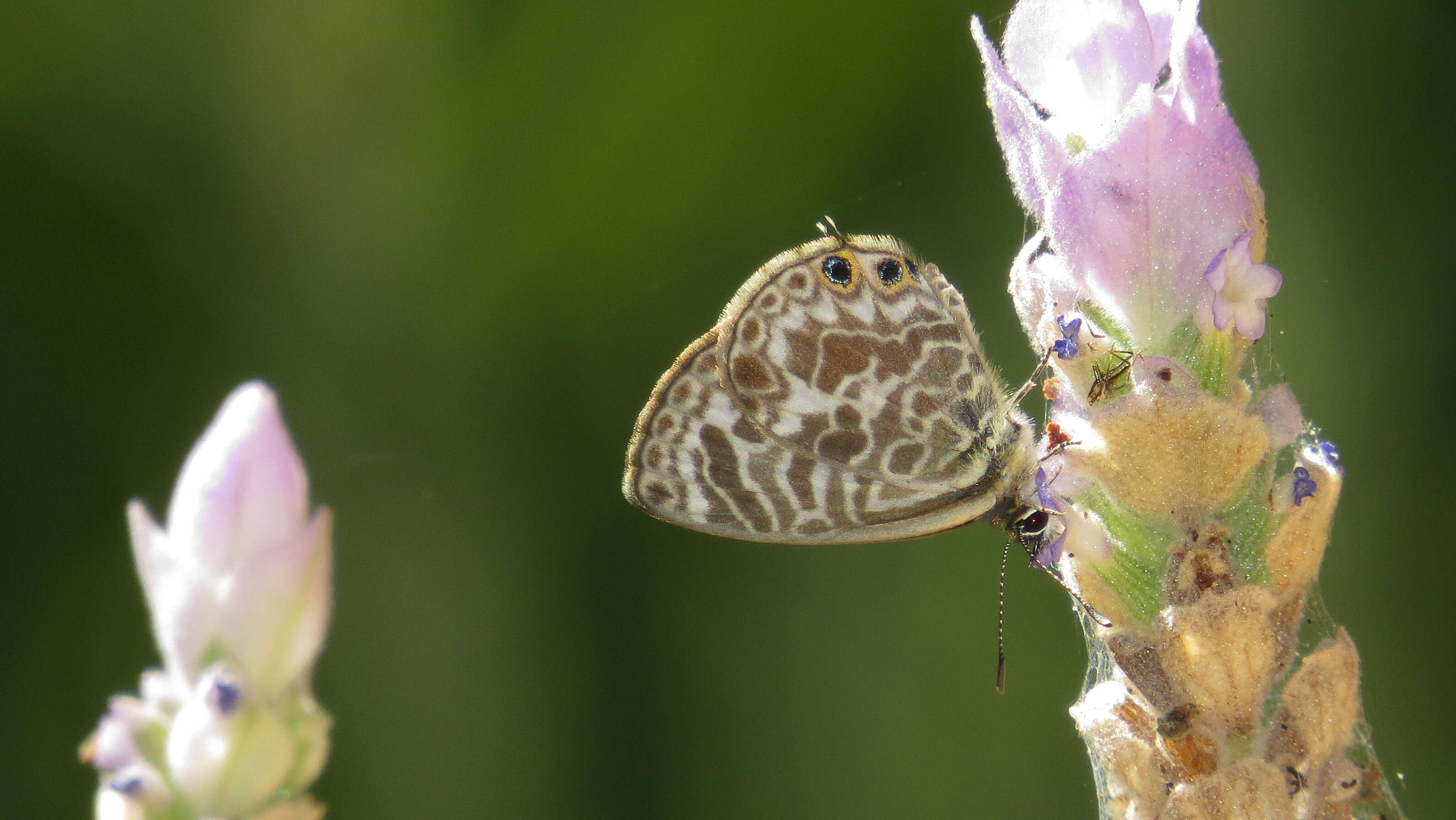 Image of Leptotes plinius