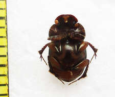 Imagem de Euonthophagus flavimargo (Orbigny 1902)