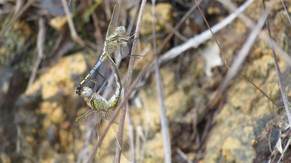 Imagem de Orthetrum caledonicum (Brauer 1865)