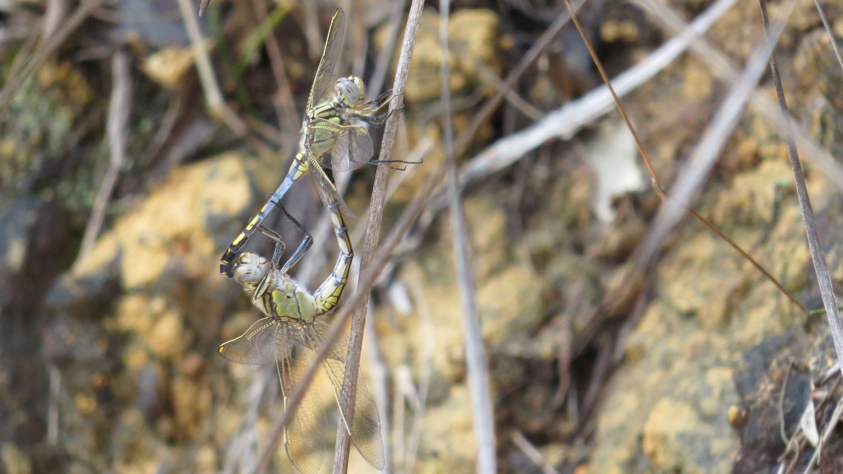 Image of Orthetrum caledonicum (Brauer 1865)