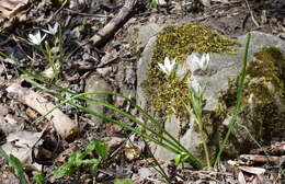 Image of Ornithogalum woronowii Krasch.