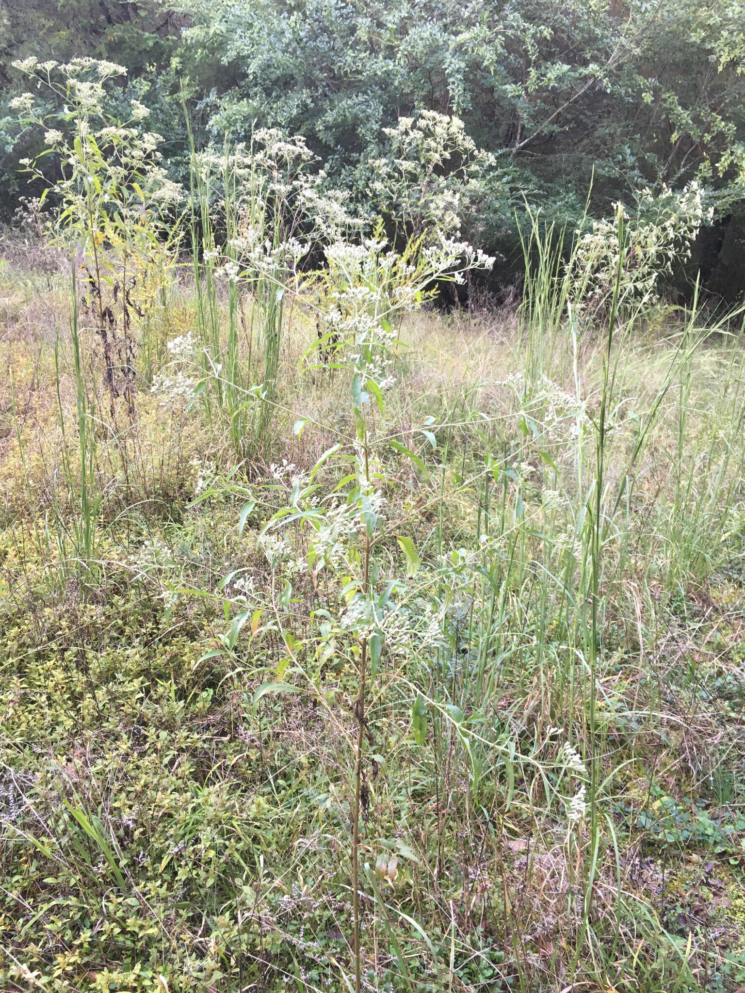 Image of lateflowering thoroughwort