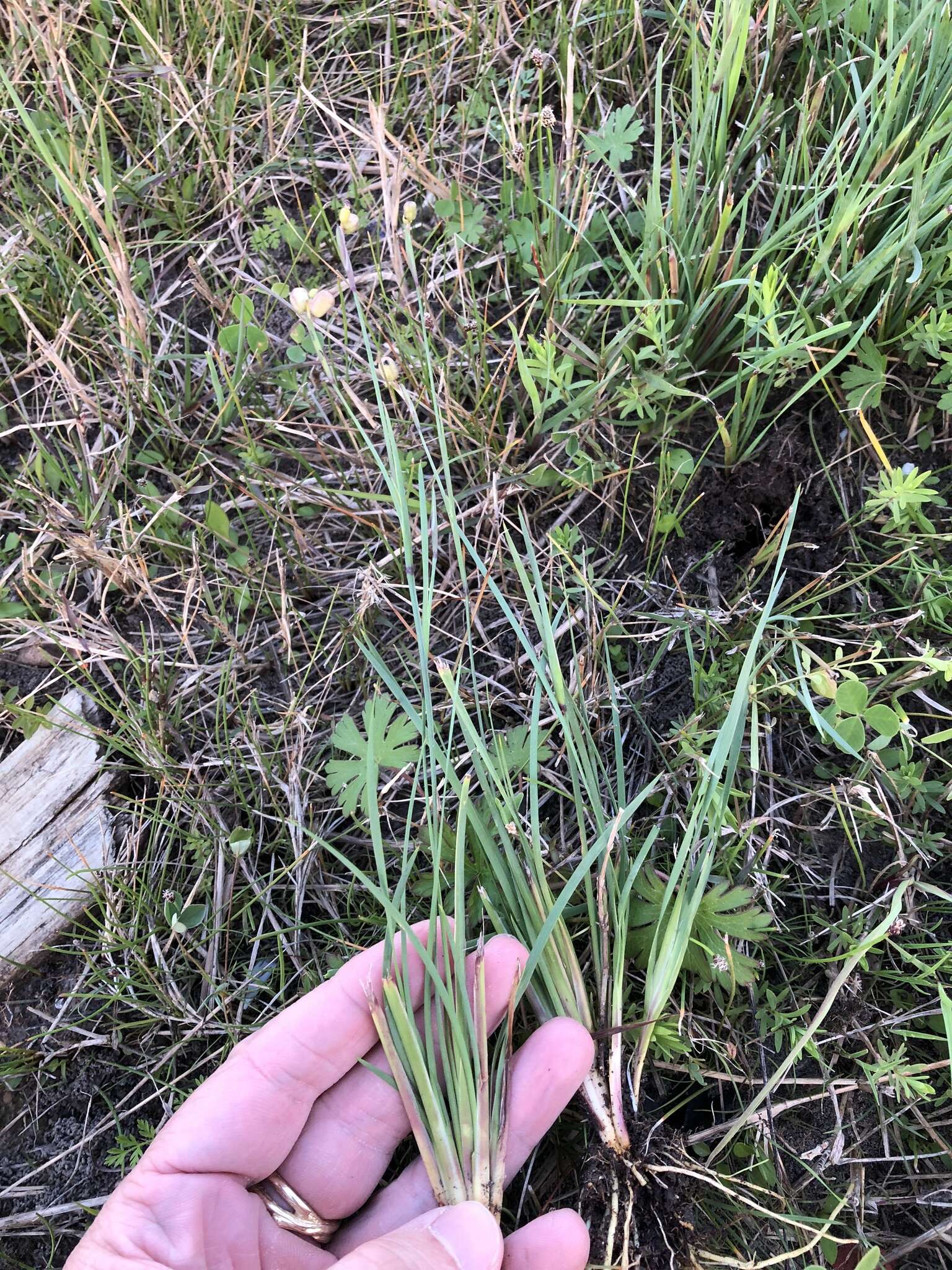 Image of Wiry Blue-Eyed-Grass