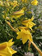 Image of Dumortier's daylily