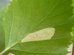 Image of alder bud moth