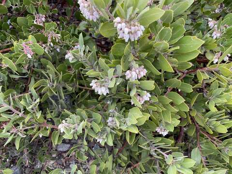 Image of San Gabriel manzanita