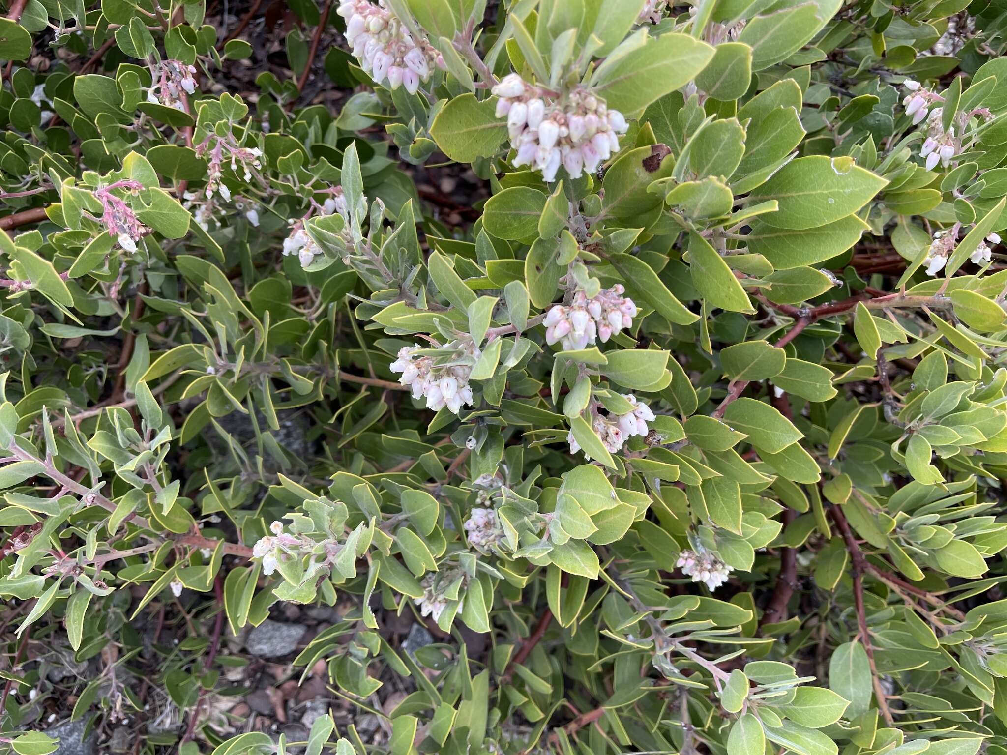 Imagem de Arctostaphylos glandulosa subsp. gabrielensis (P. V. Wells) J. E. Keeley, M. C. Vasey & V. T. Parker