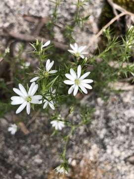 Image of Stellaria pungens Brongn.