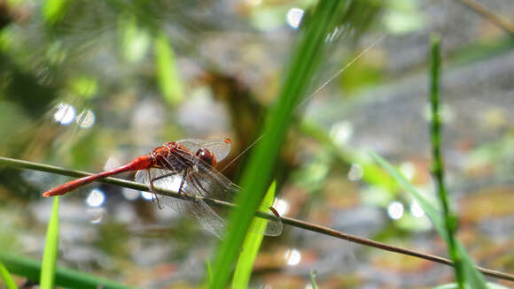 Image of Red Percher Dragonfly