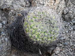 Image of Gymnocalycium saglionis (F. Cels) Britton & Rose