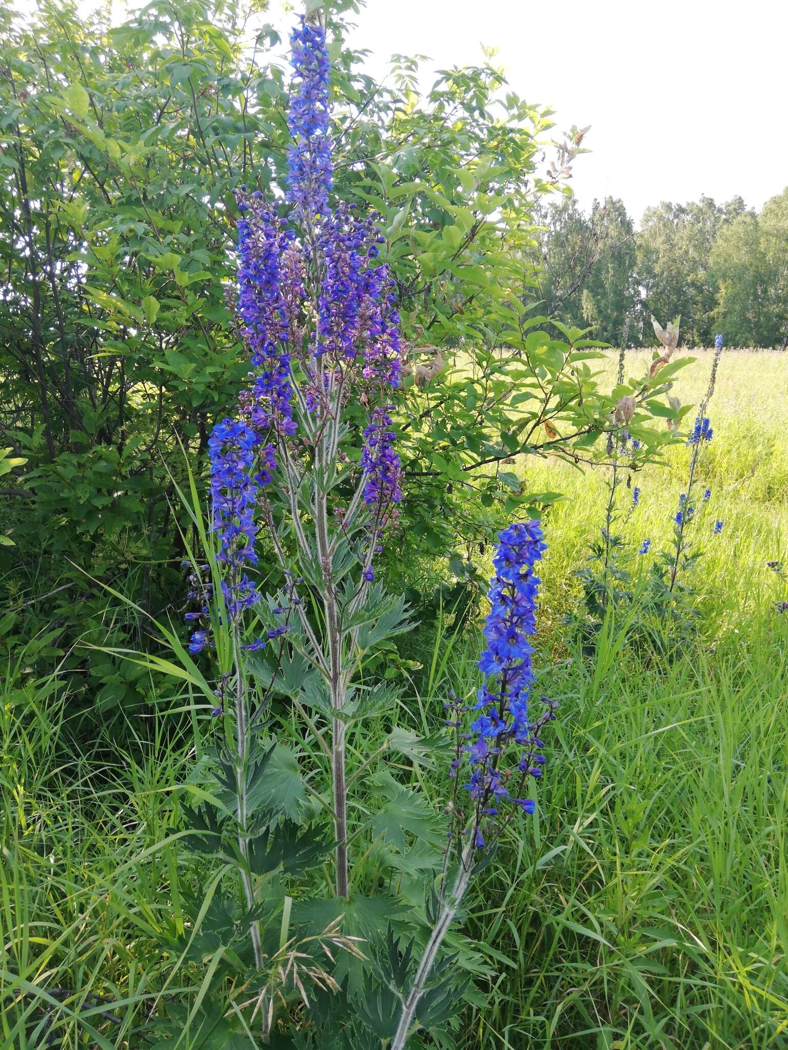 Image of Delphinium retropilosum (Huth) Sambuk