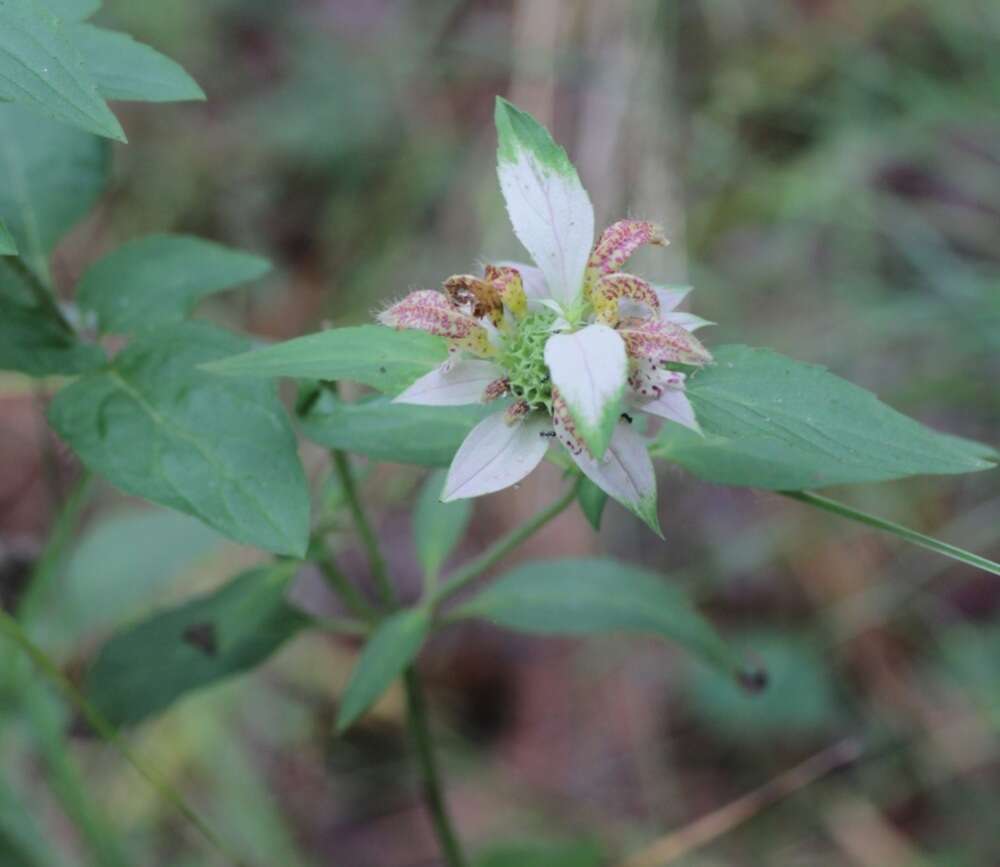 Monarda punctata var. arkansana (E. M. McClint. & Epling) Shinners resmi