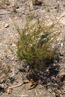 Image of Leptospermum continentale J. Thompson