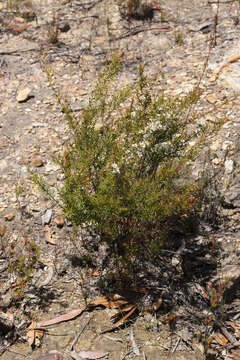 Image of Leptospermum continentale J. Thompson