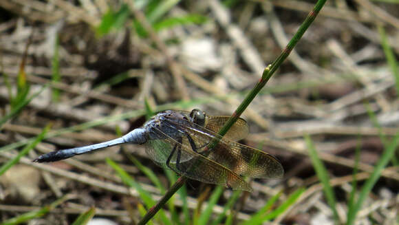 Image of Orthetrum caledonicum (Brauer 1865)