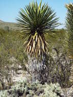 Sivun Yucca carnerosana (Trel.) McKelvey kuva