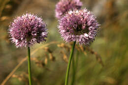 Image of Allium strictum Schrad.