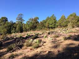 Image of golden lipfern