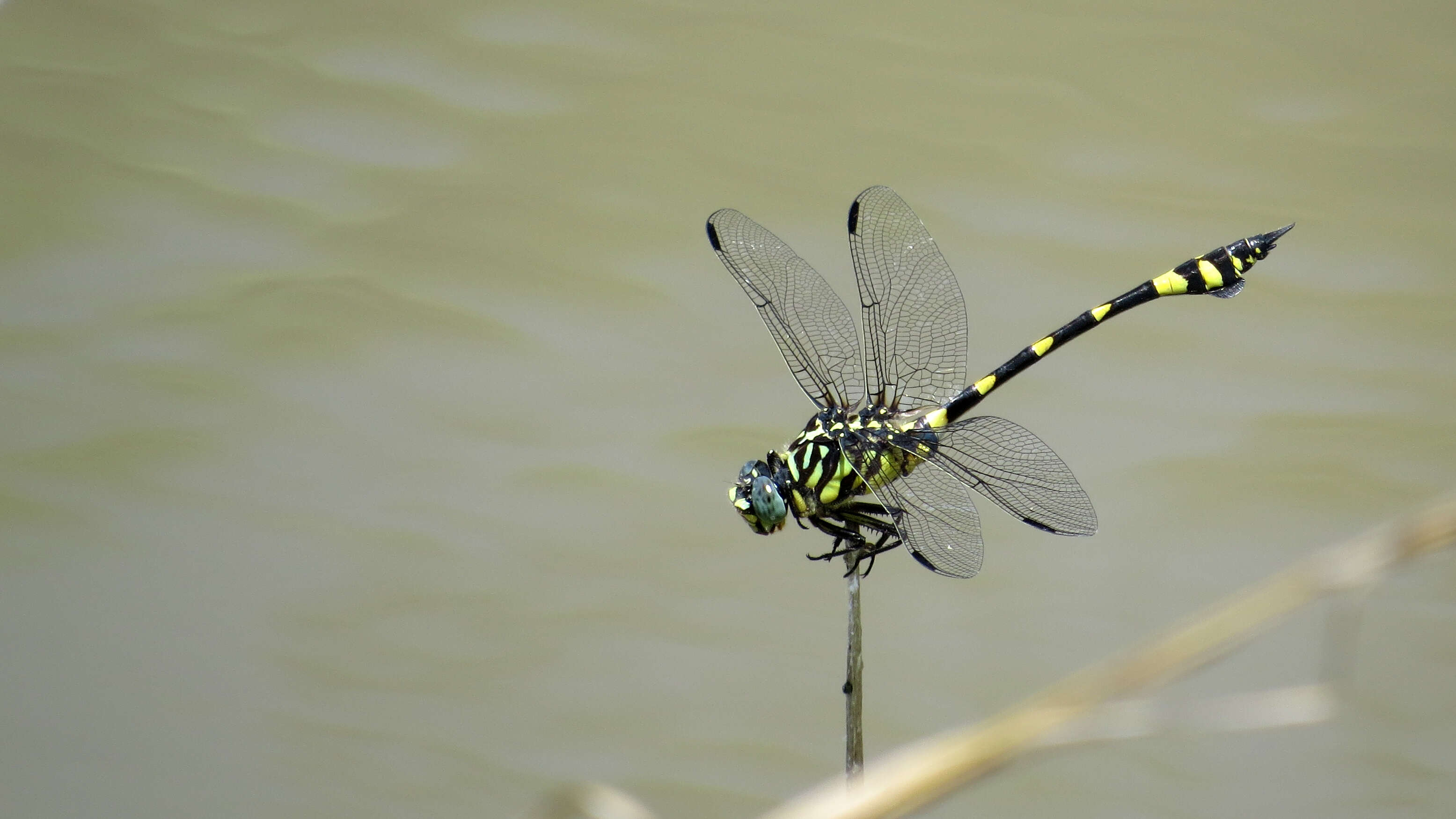 Imagem de Ictinogomphus australis (Selys 1873)