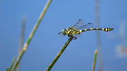 صورة Ictinogomphus australis (Selys 1873)