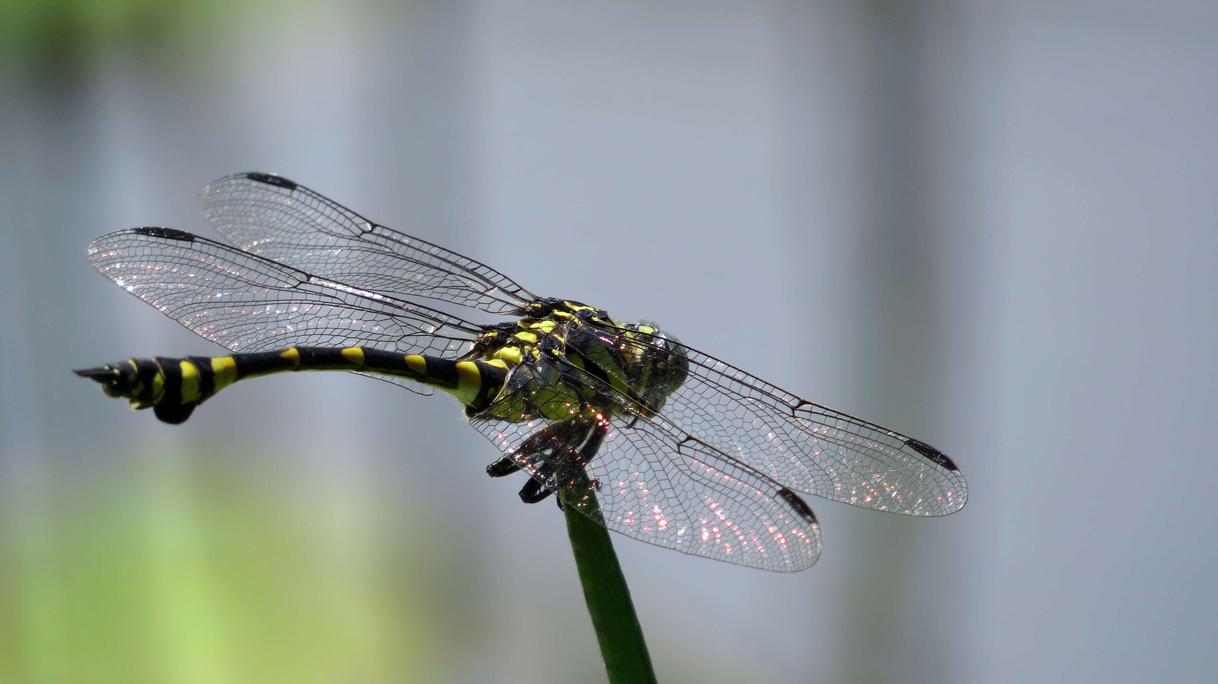 صورة Ictinogomphus australis (Selys 1873)