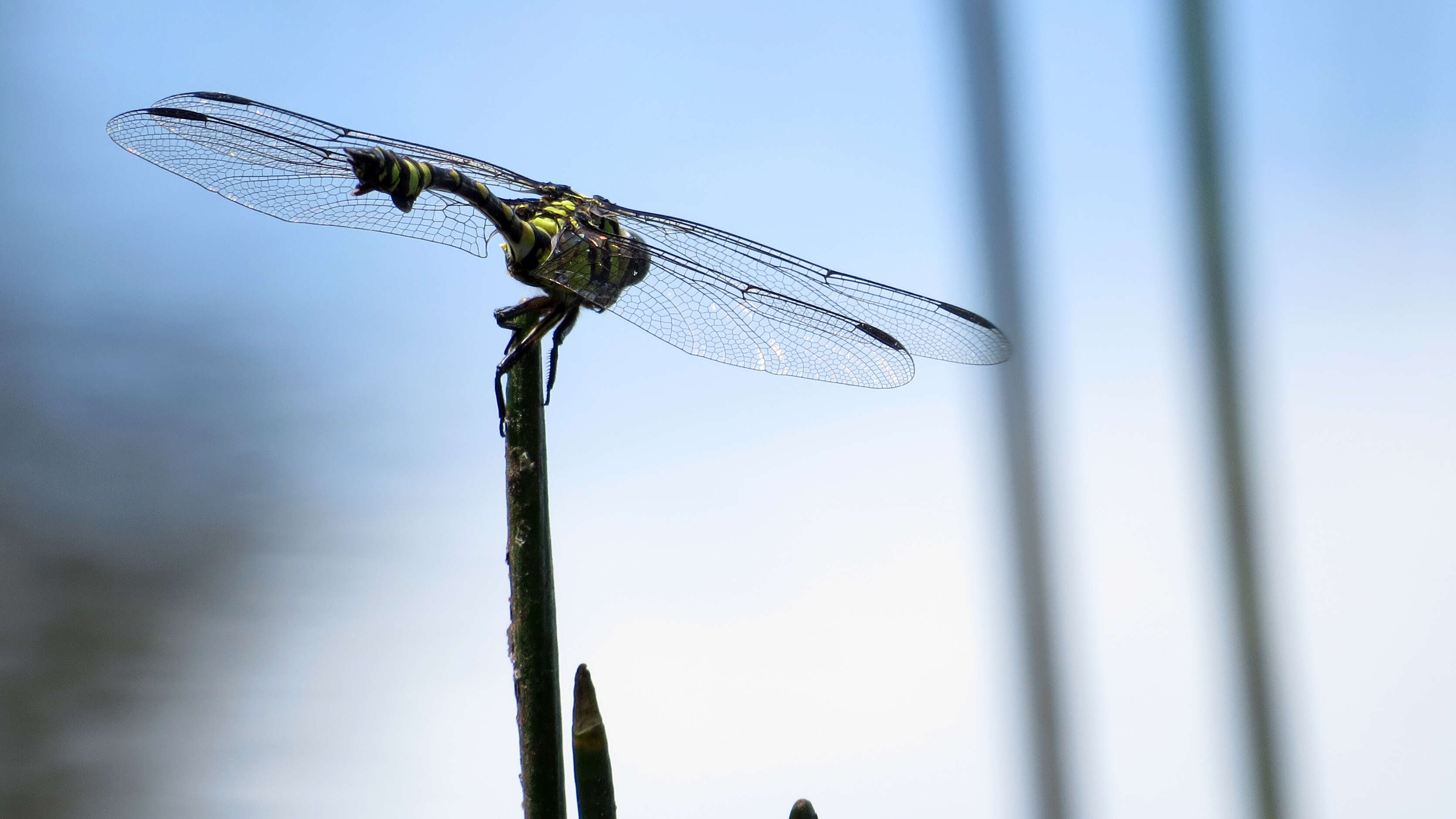 صورة Ictinogomphus australis (Selys 1873)