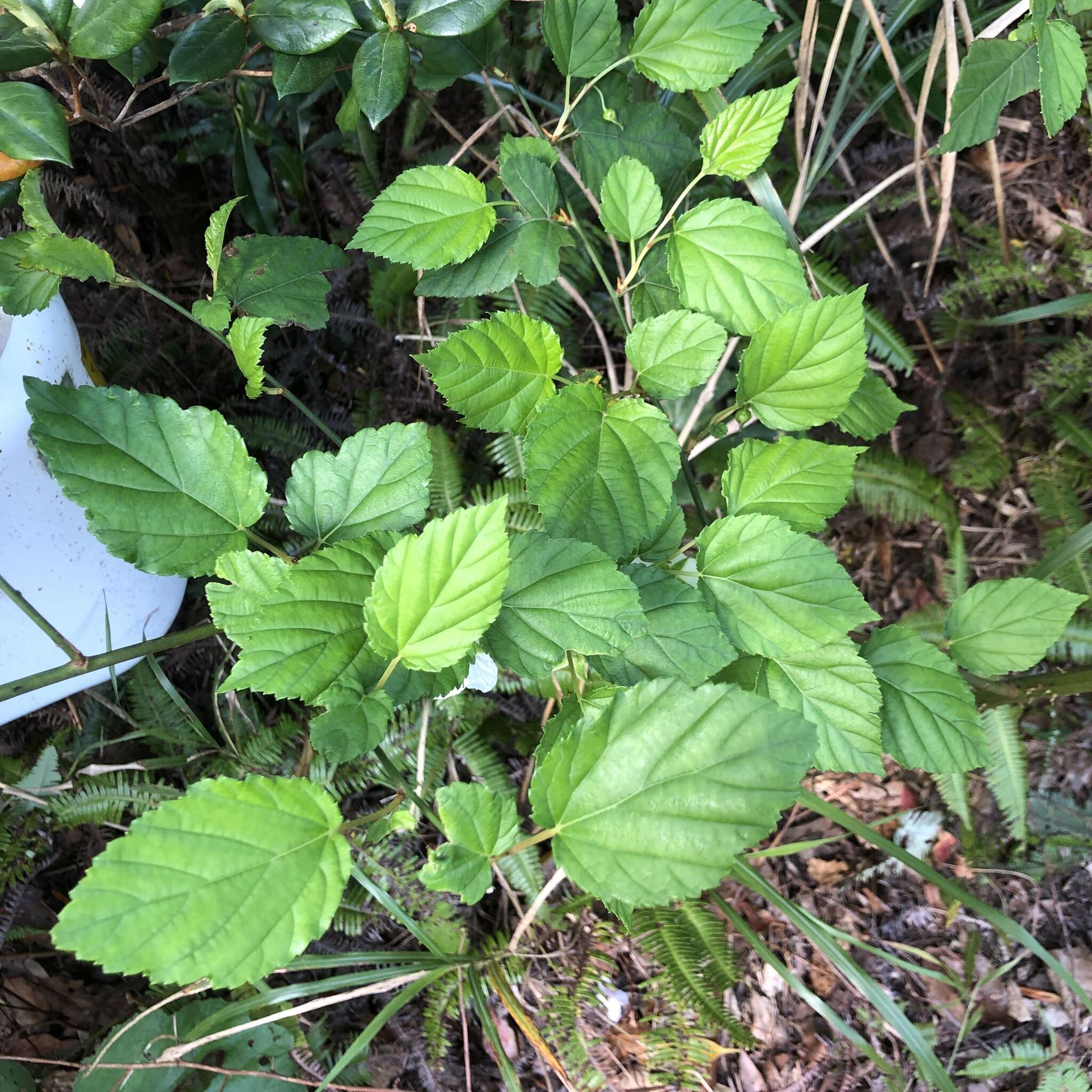 Sivun Rubus grayanus Maxim. kuva