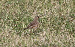 Image of Long-billed Pipit