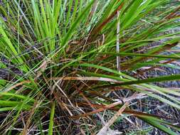 Image of Lepidosperma laterale R. Br.