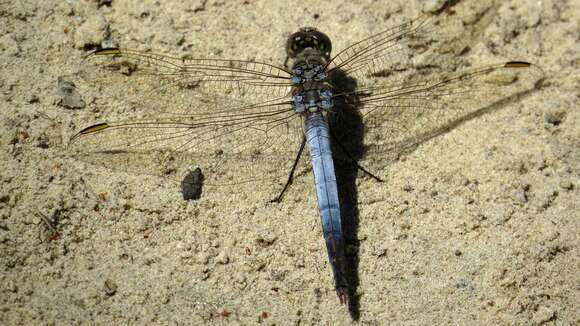 Imagem de Orthetrum caledonicum (Brauer 1865)