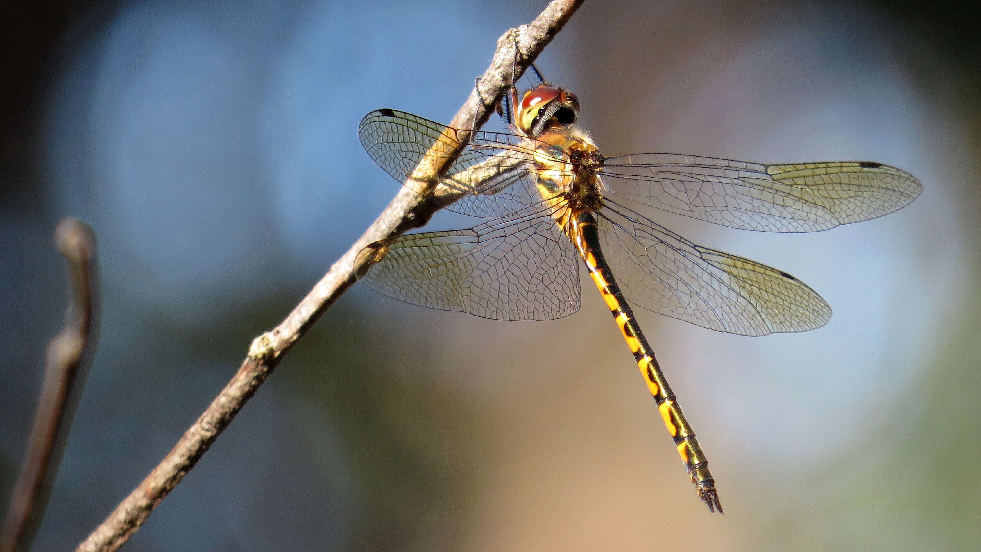 Image of Sentry Dragonfly