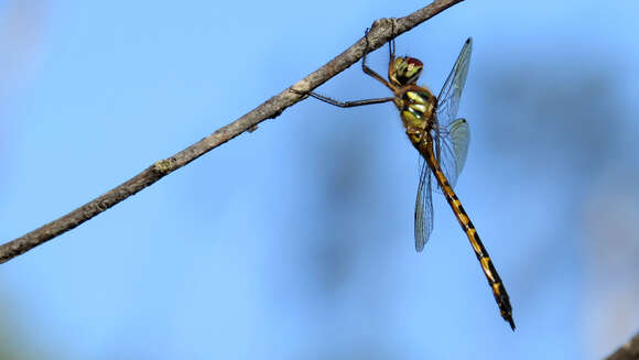 Image of Sentry Dragonfly