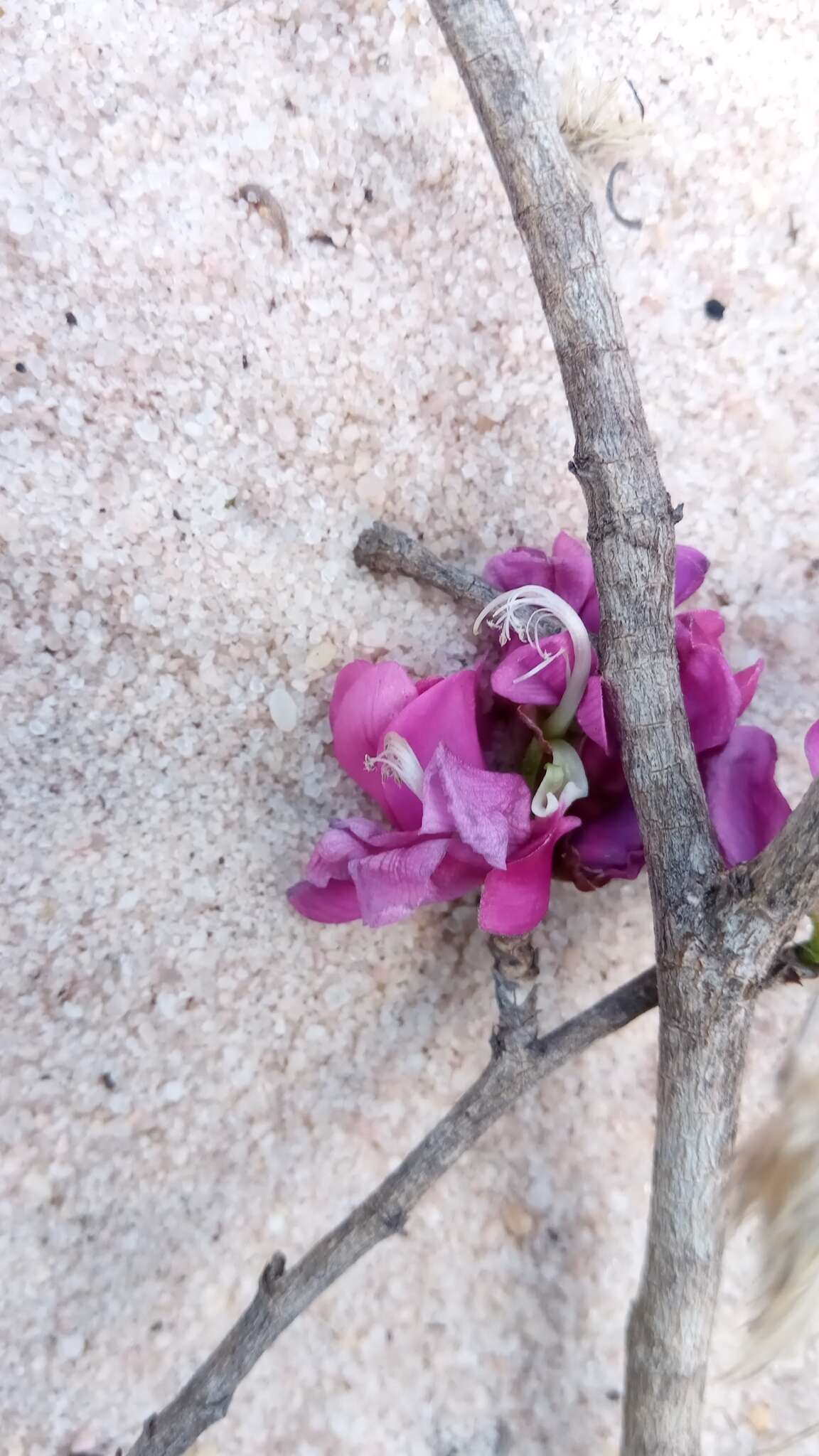 Image of Vaughania dionaeifolia S. Moore