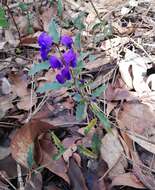 Image of Holly-leaved Hovea