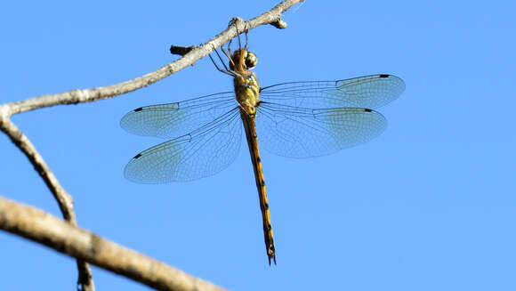 Image of Sentry Dragonfly