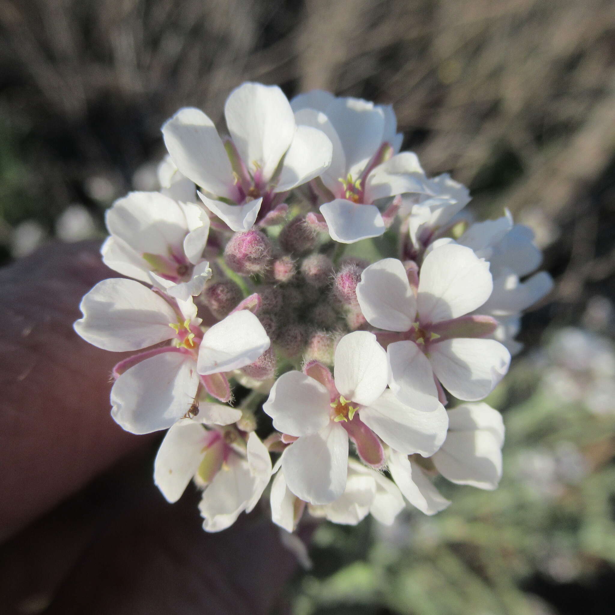 Image of Palmer's spectaclepod