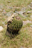 Image of Parodia langsdorffii (Lehm.) D. R. Hunt