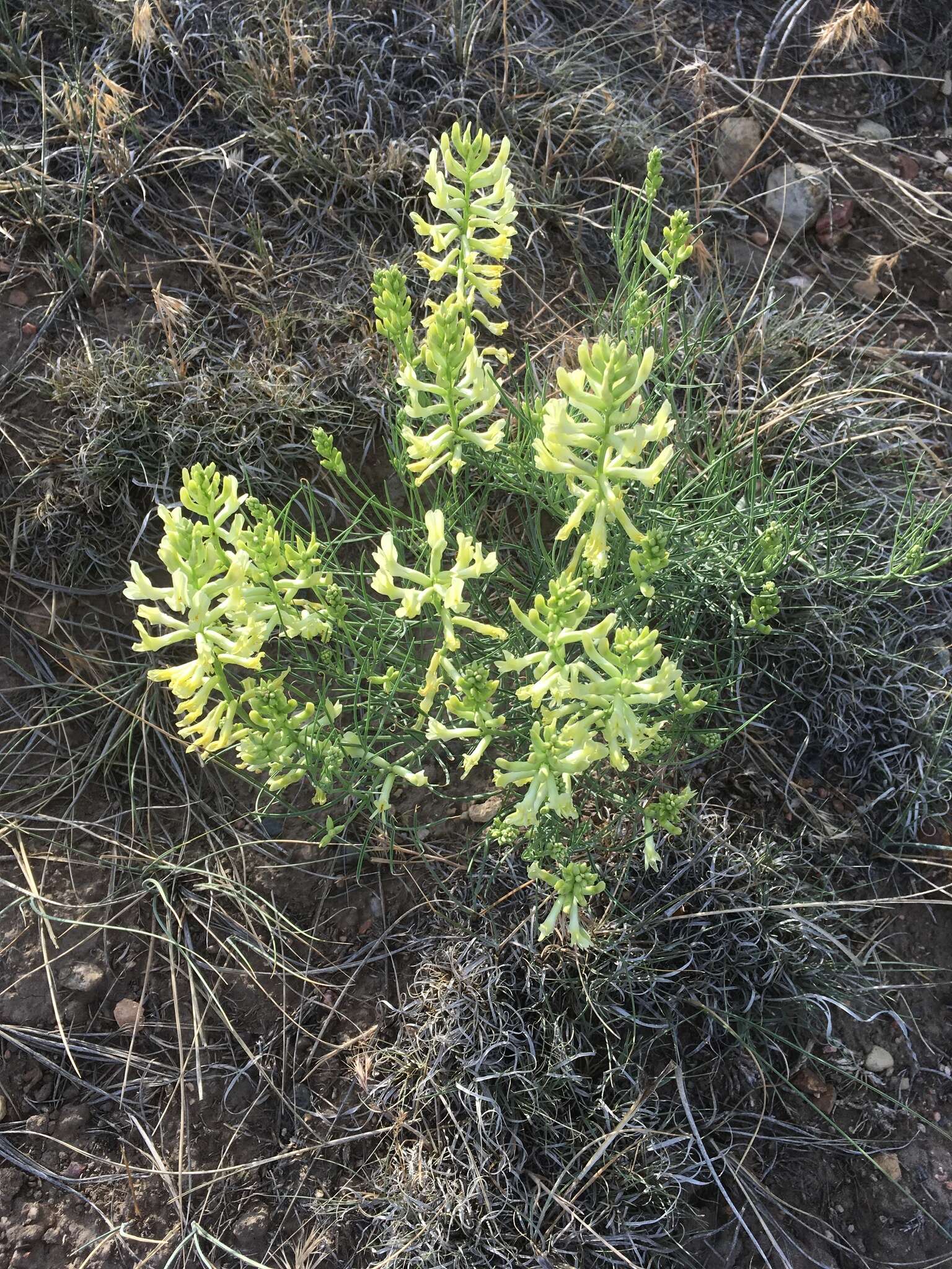 Image of narrowleaf milkvetch