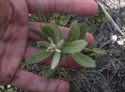 Image of Rosy Camphorweed