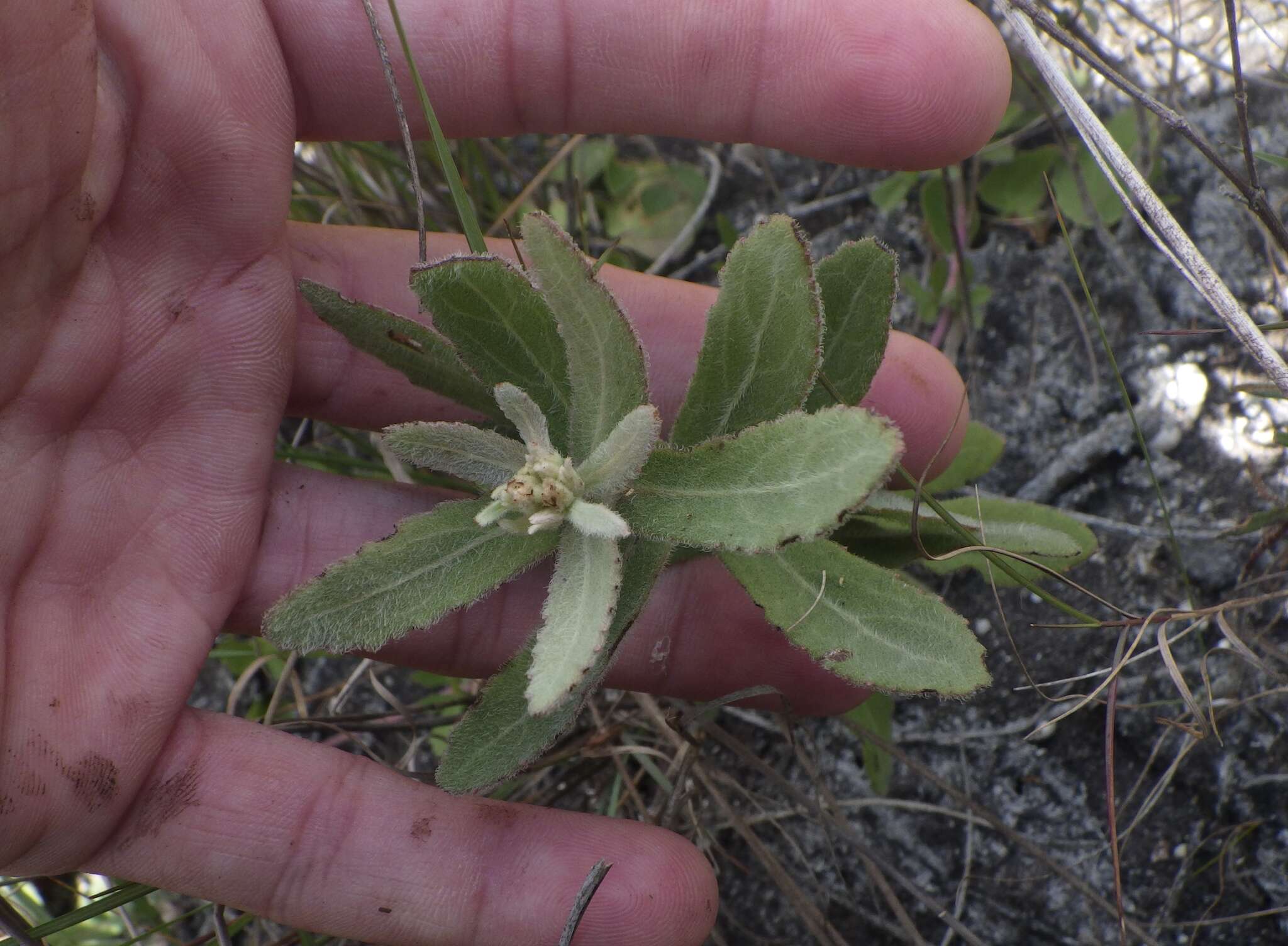 Image de Pluchea baccharis (Mill.) Pruski