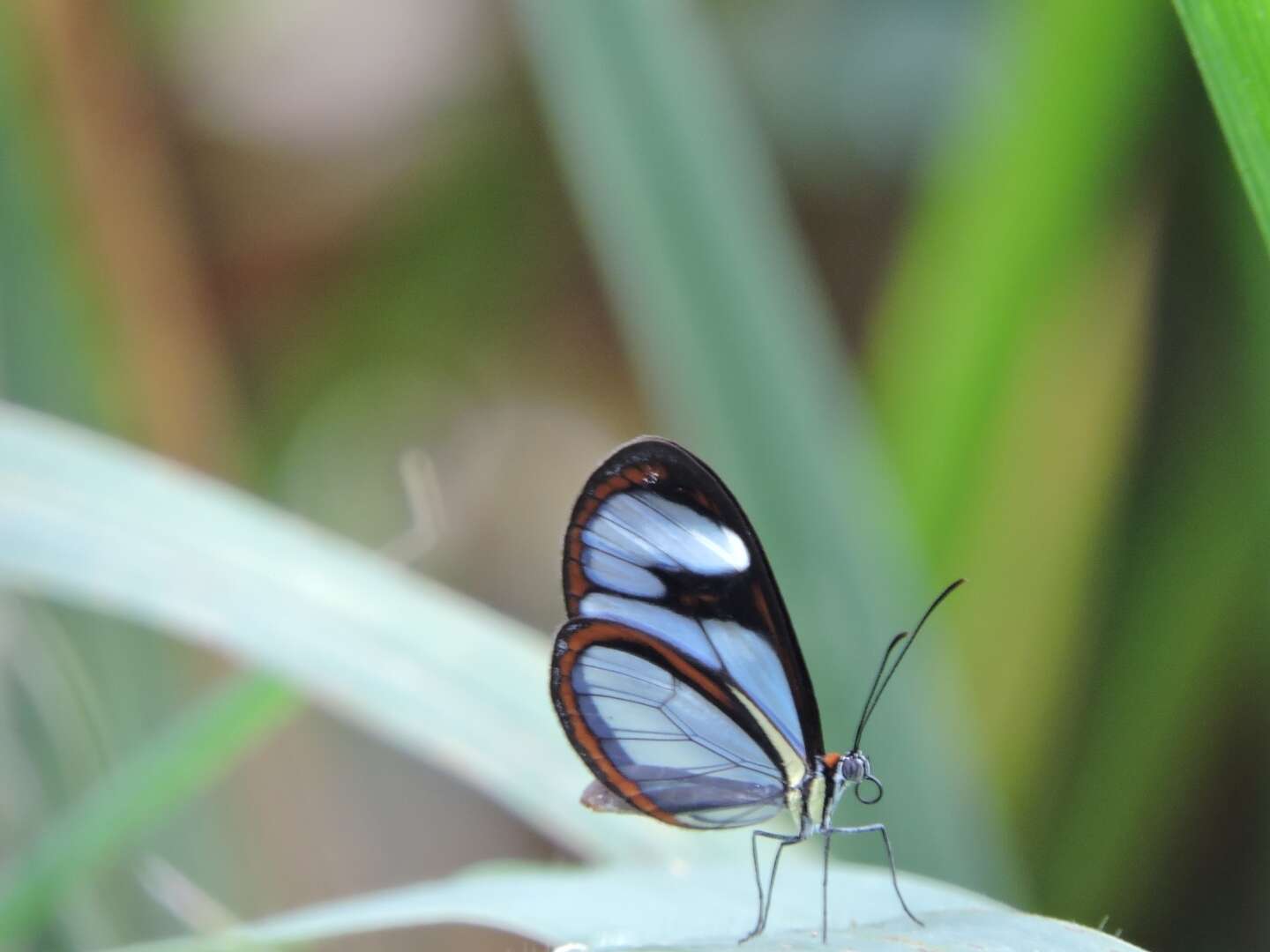 Image of Ithomia agnosia Hewitson 1854