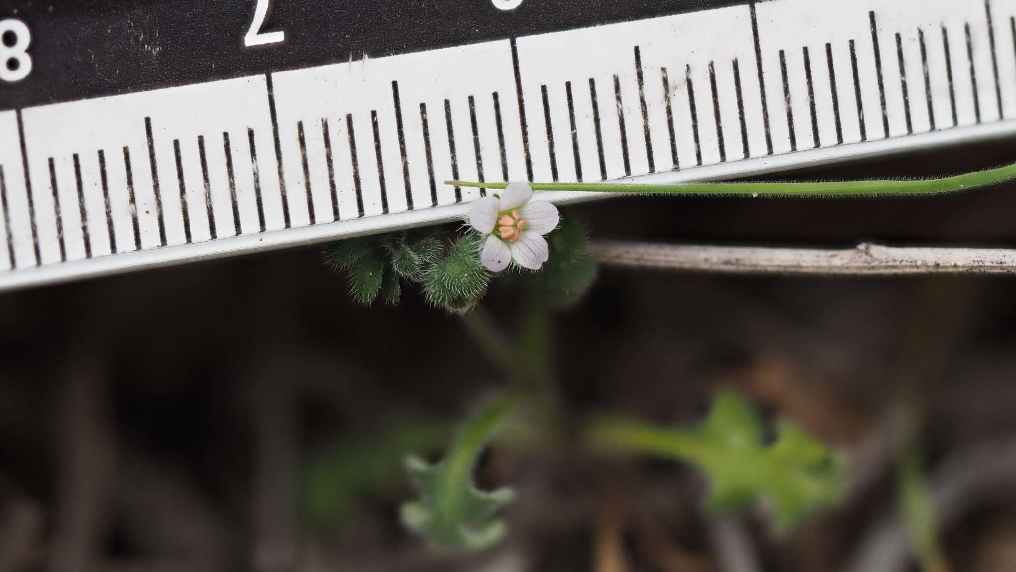 Imagem de Nemophila pedunculata Dougl. ex Benth.