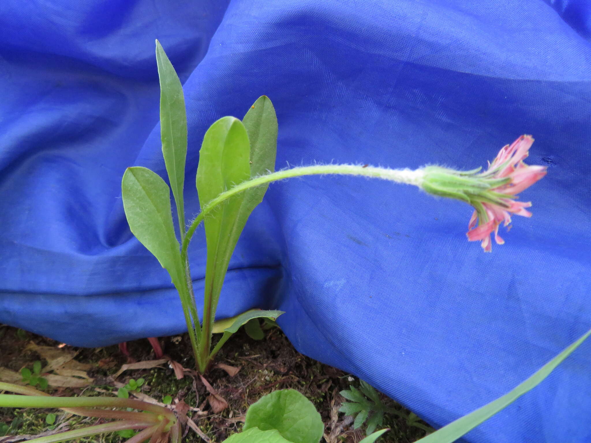 Plancia ëd Agoseris aurantiaca var. carnea (Rydb.) Lesica