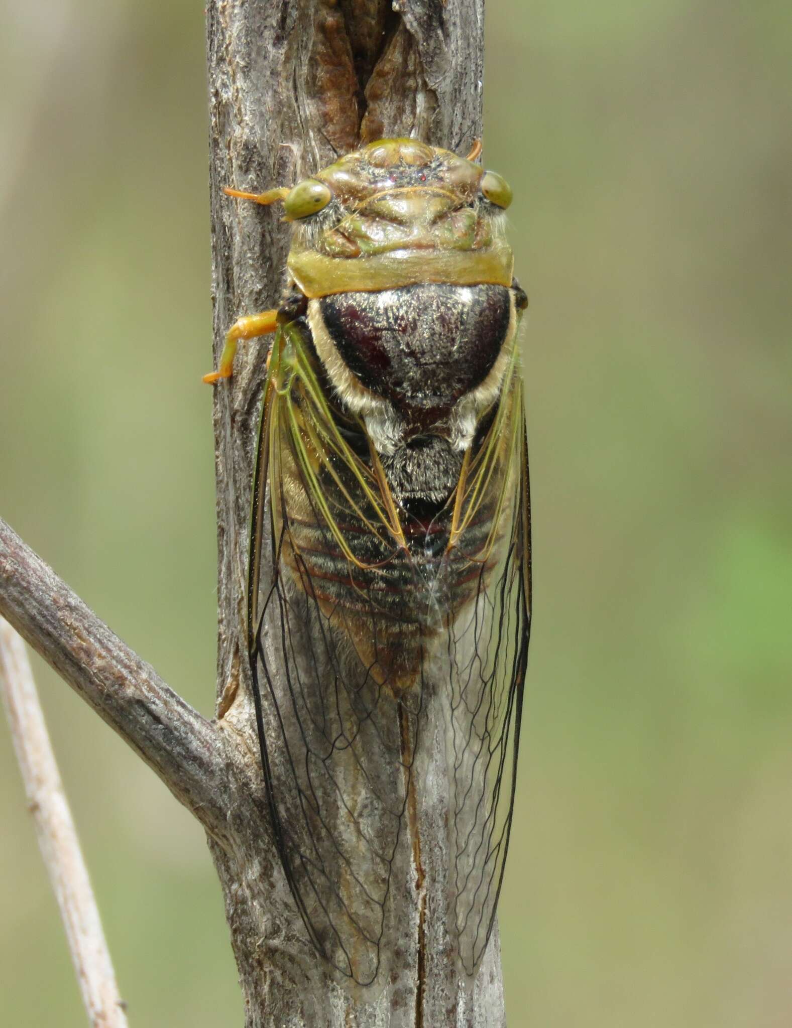 Слика од Fidicinoides vinula (Stal 1854)