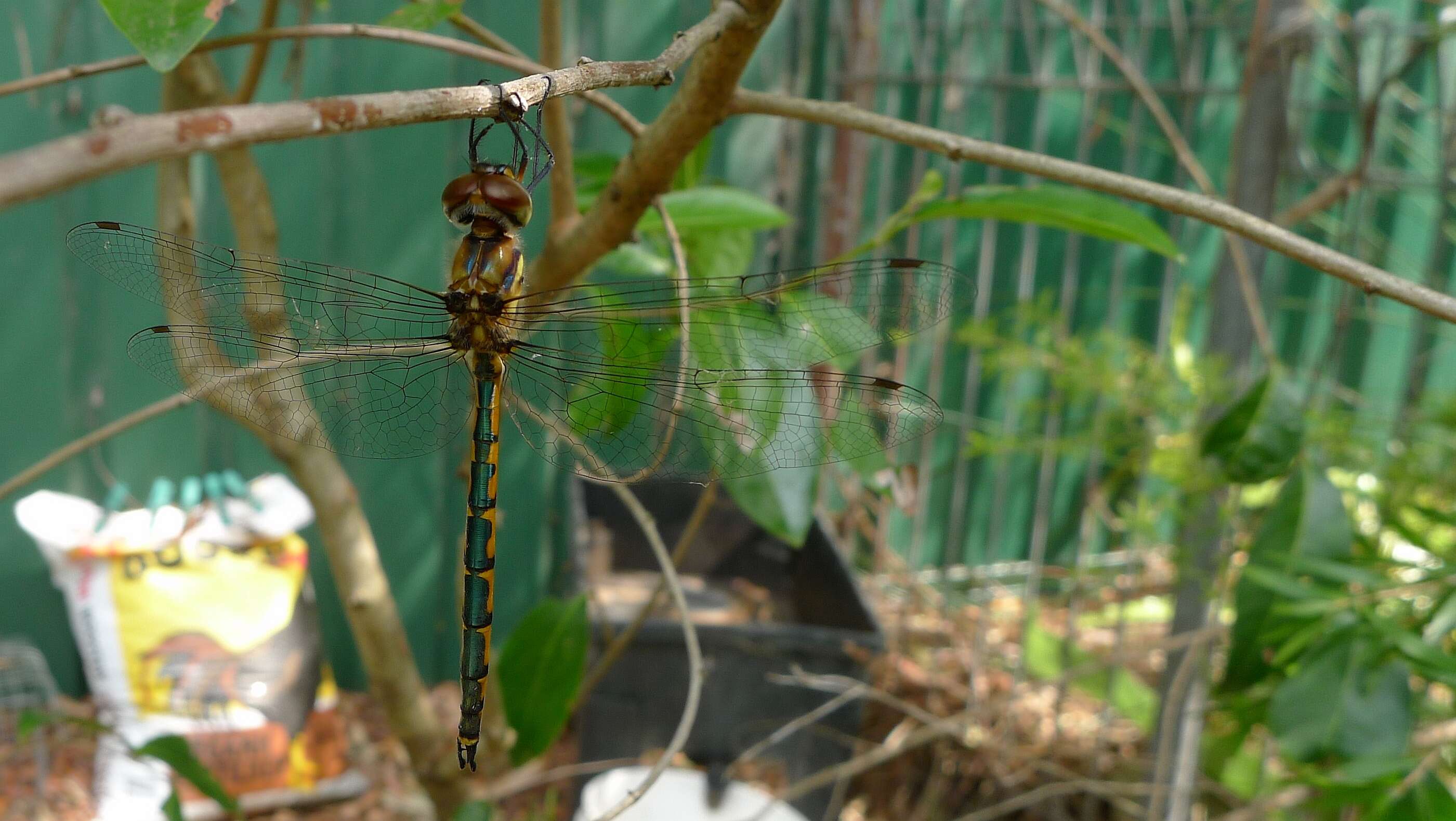 Image of Sentry Dragonfly