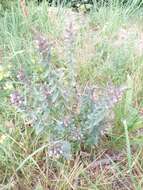 Image of red bartsia