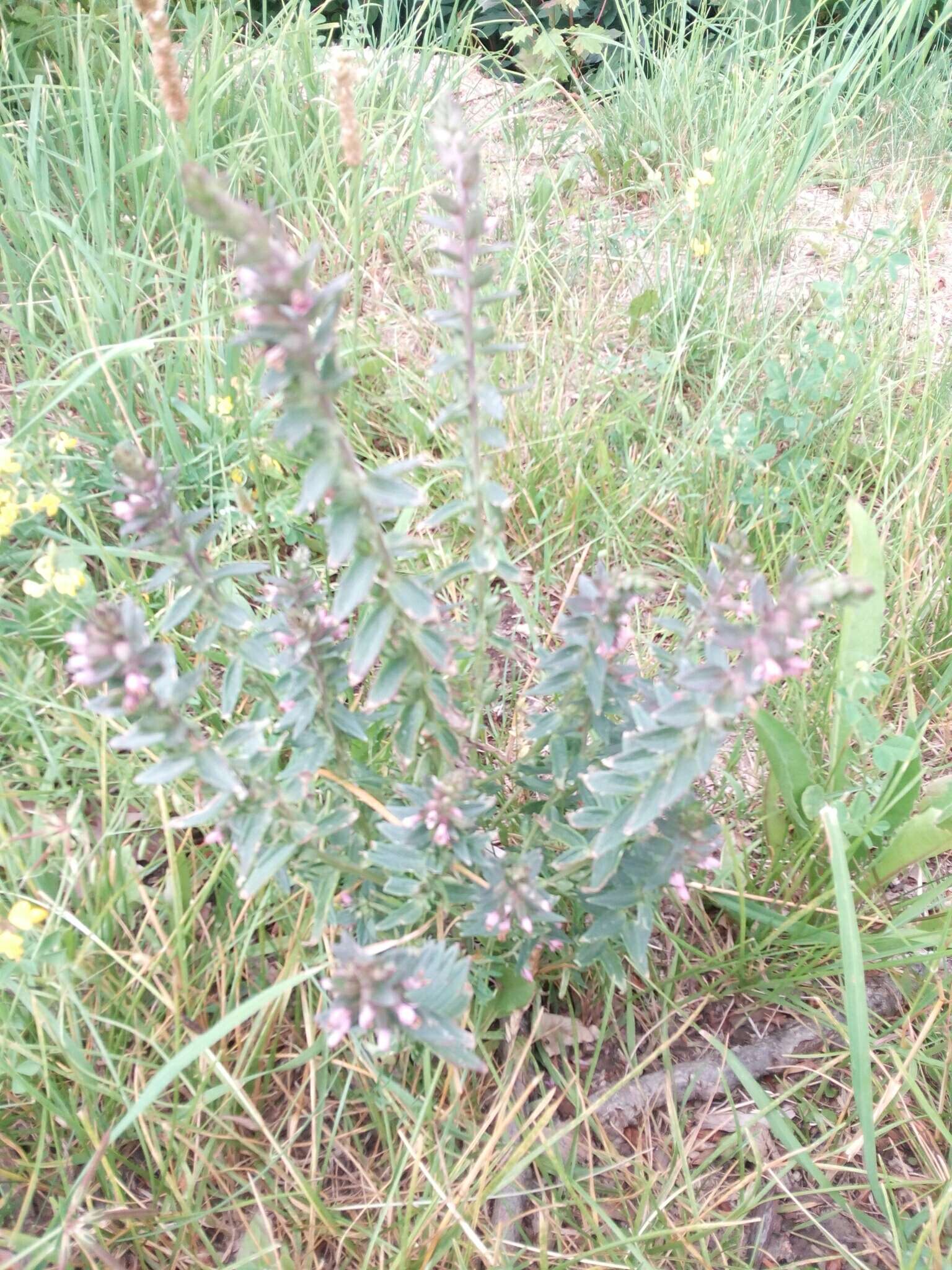 Image of red bartsia