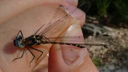 Image of Cordulephya pygmaea Selys 1871